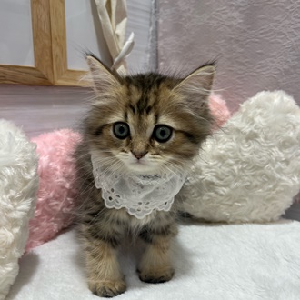 生体画像10
