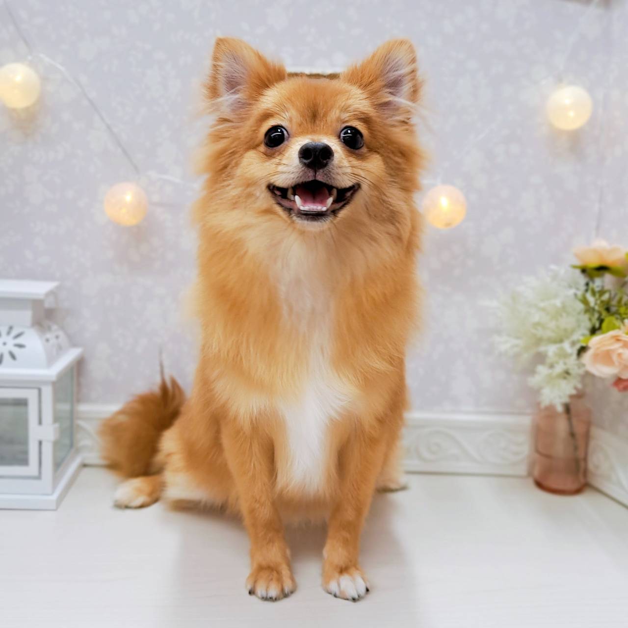 富山県のポメチワ/チワポメ/ポメチー(ポメラニアン×チワワ) (犬の家＆猫の里アミーゴ山室店/2025年7月4日生まれ/男の子/オレンジ)の子犬の1枚目の画像