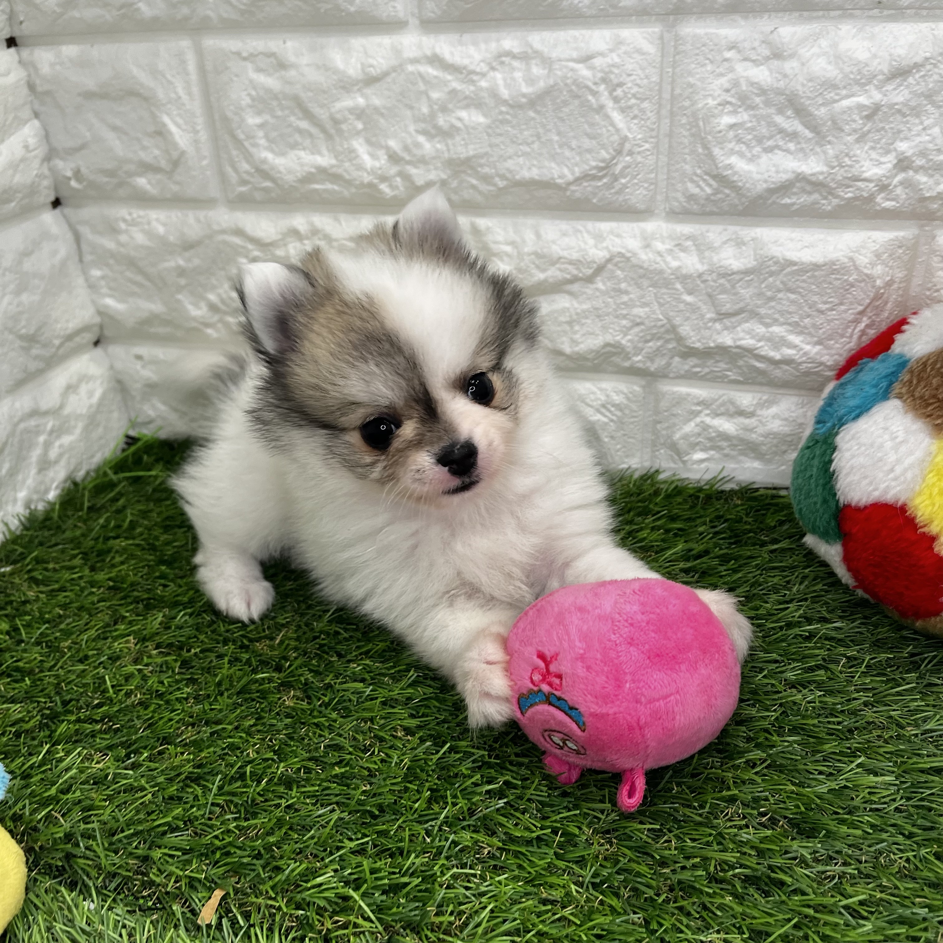 ハーフ犬の写真