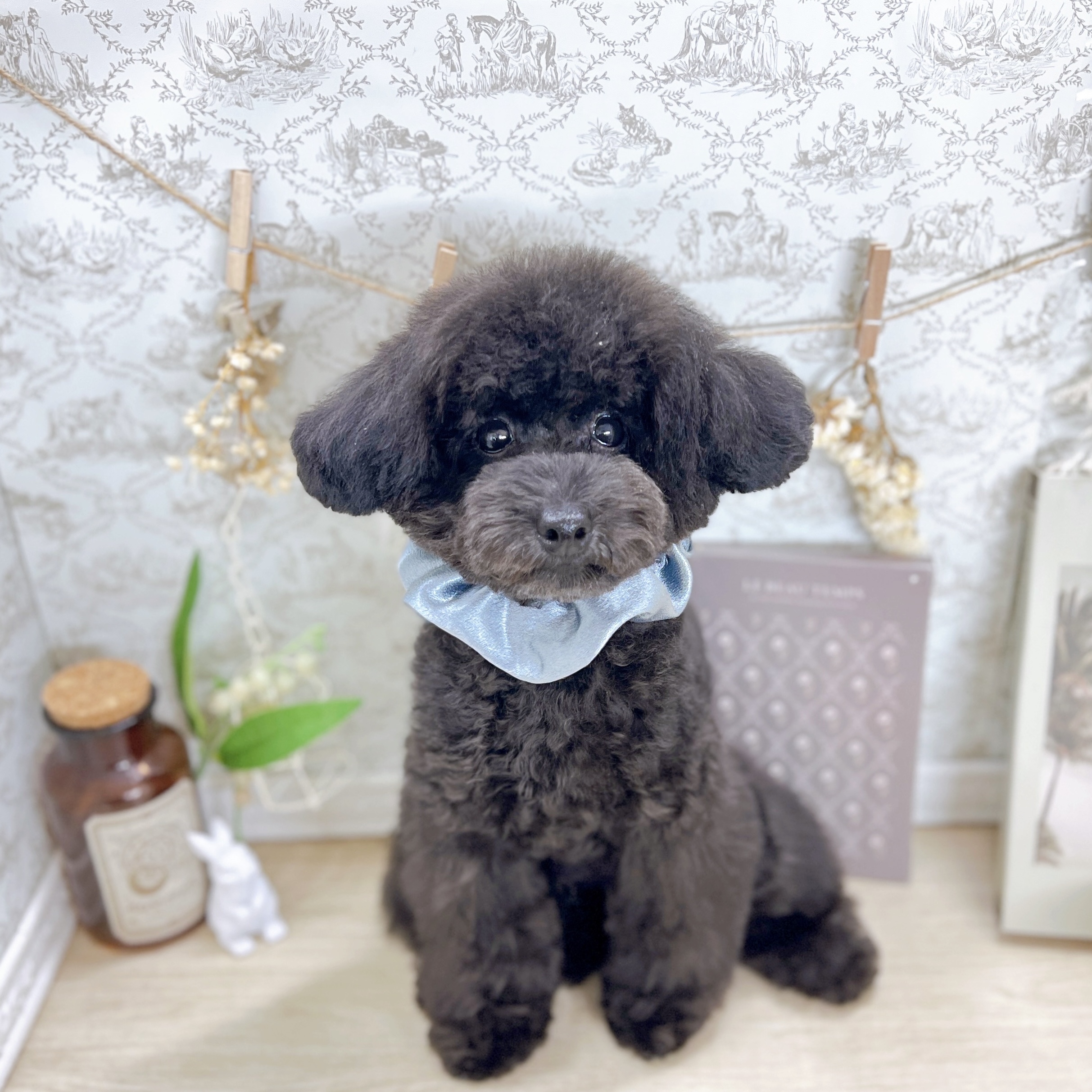 福井県のトイプードル(トイ) (犬の家＆猫の里アミーゴ福井大和田店/2025年3月11日生まれ/男の子/グレー)の子犬の1枚目の画像