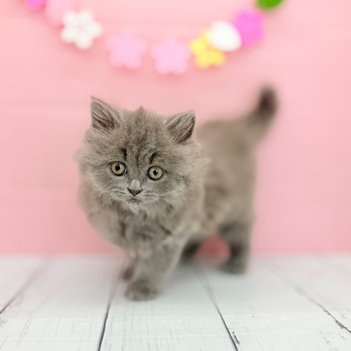 愛知県のブリティッシュロングヘアー (犬の家＆猫の里豊川インター店/2025年3月21日生まれ/女の子/ブルー)の子猫