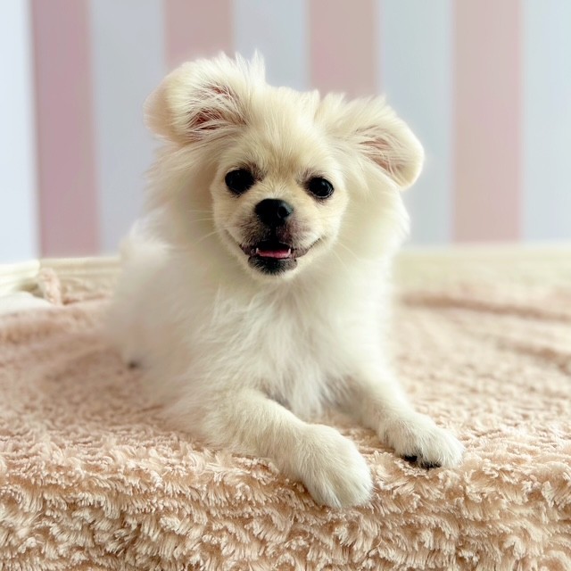 ハーフ犬男の子の写真