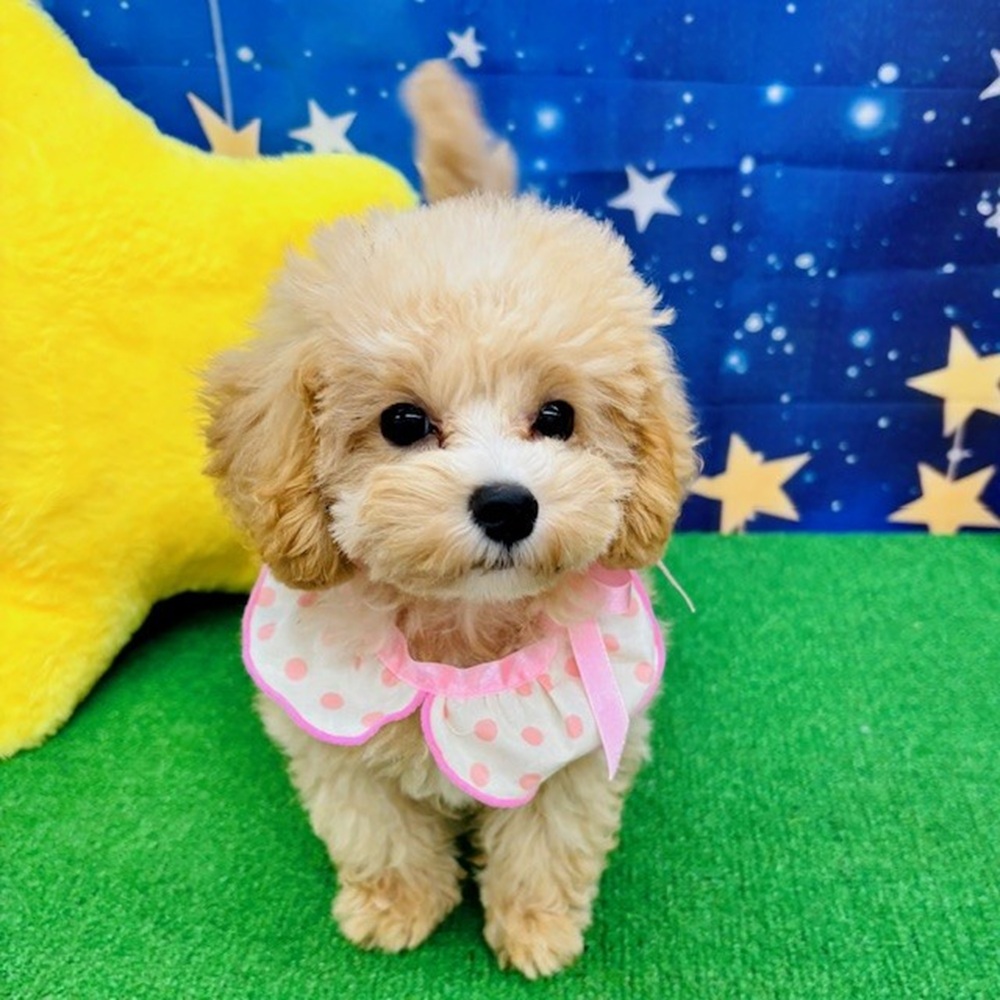 愛知県のマルプー(マルチーズ×プードル) (犬の家＆猫の里名古屋天白店/2025年5月1日生まれ/女の子/アプリコットホワイト)の子犬