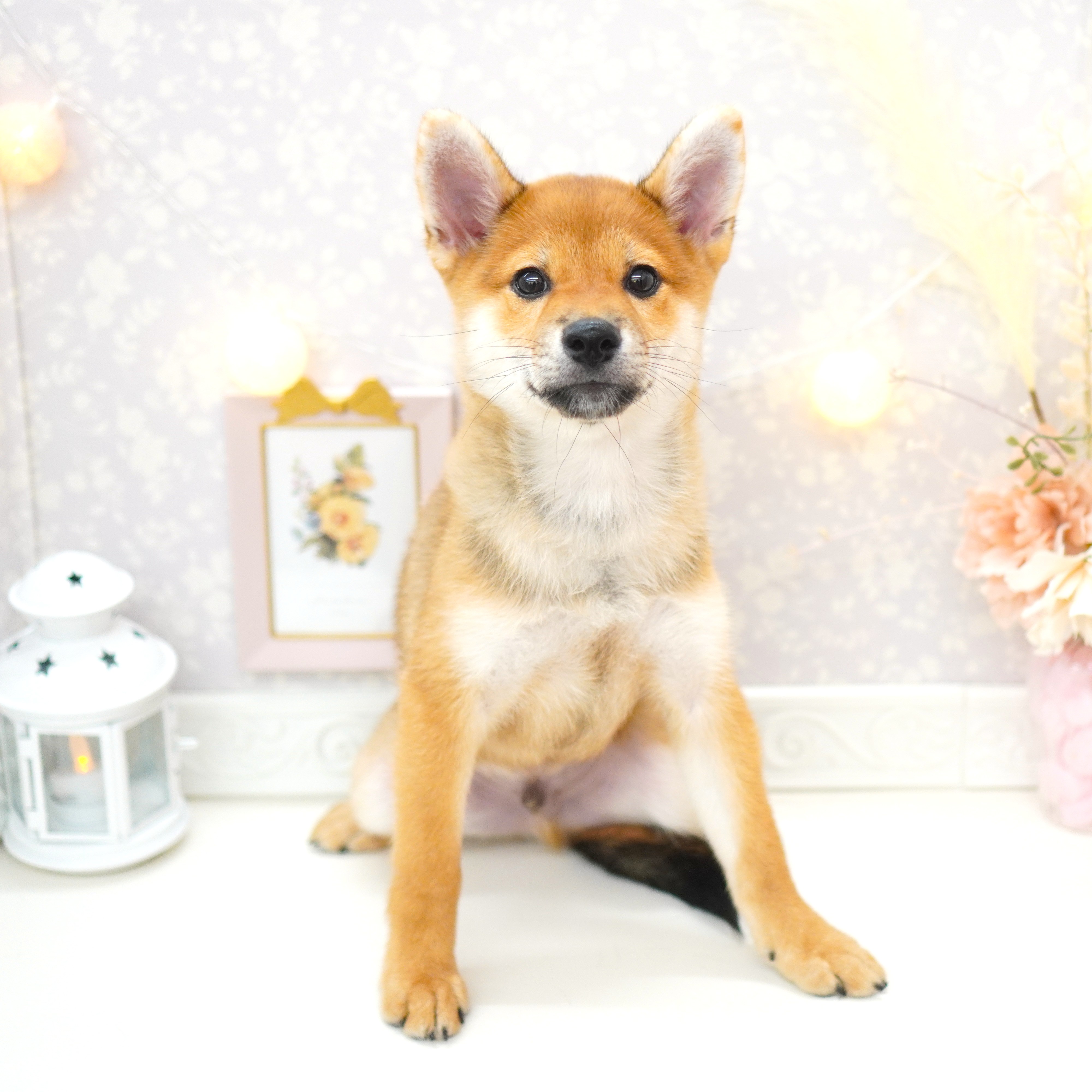 富山県の柴犬(標準サイズ) (犬の家＆猫の里富山店/2025年5月6日生まれ/男の子/赤)の子犬の1枚目の画像