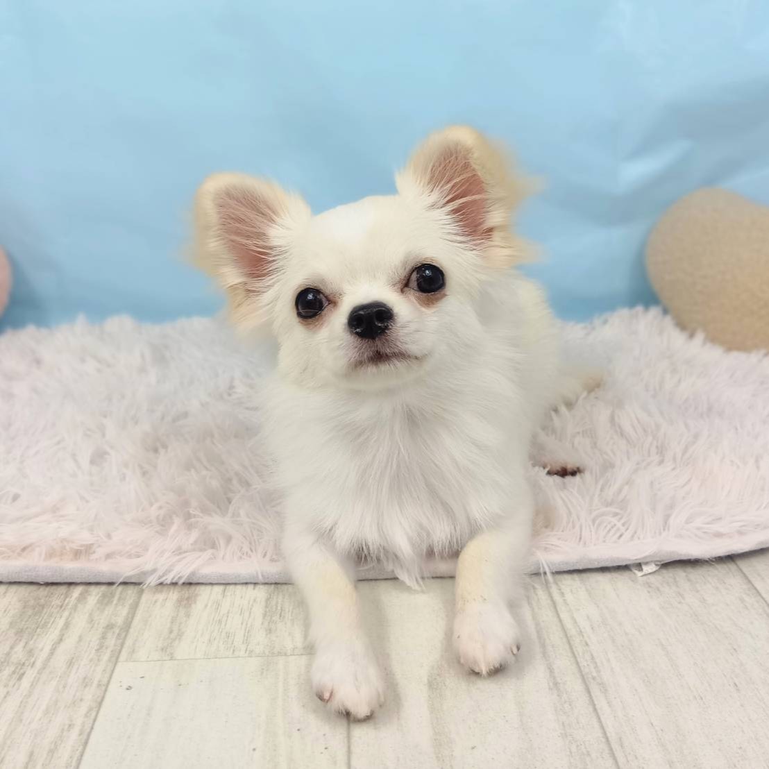 兵庫県のチワワ(ロング) (犬の家＆猫の里川西店/2025年5月8日生まれ/男の子/クリーム)の子犬の1枚目の画像