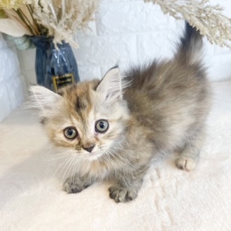 東京都のハーフ猫・ミックス猫 (犬の家＆猫の里新宿店/2025年4月28日生まれ/女の子/チンチラゴールデン)の子猫の1枚目の画像