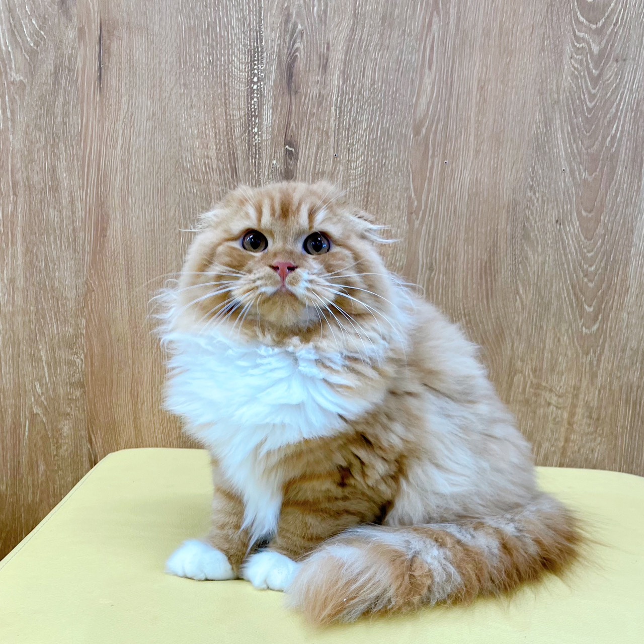 2025年5月15日生まれのスコティッシュフォールドの10枚目の写真