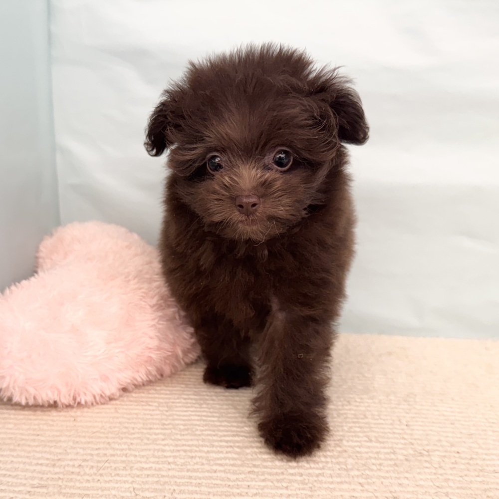 愛知県のポメプー(ポメラニアン×プードル) (犬の家＆猫の里春日井本店/2025年5月15日生まれ/女の子/チョコレート)の子犬の1枚目の画像