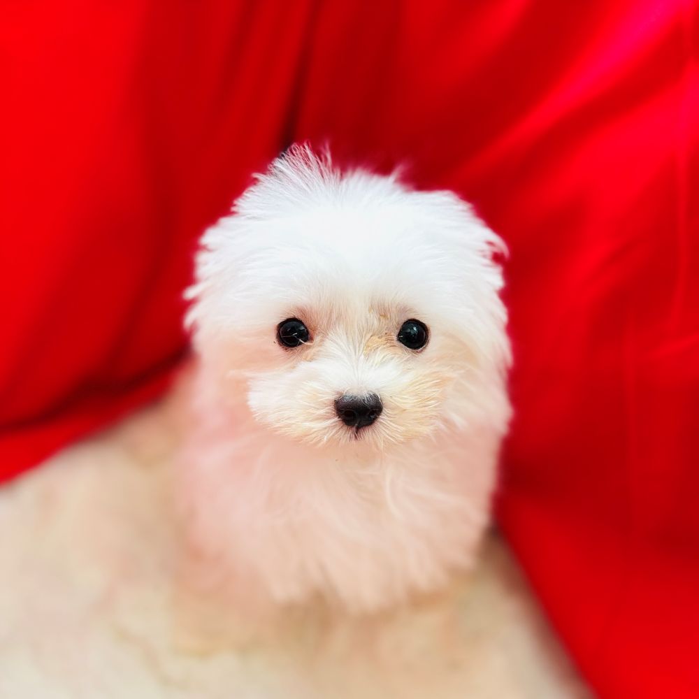 愛知県のマルチーズ (犬の家＆猫の里愛知刈谷店/2025年5月9日生まれ/女の子/ホワイト)の子犬の1枚目の画像