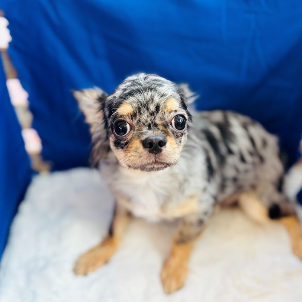 愛知県のチワワ(ロング) (犬の家＆猫の里愛知刈谷店/2025年5月23日生まれ/男の子/ブルーマール)の子犬の1枚目の画像