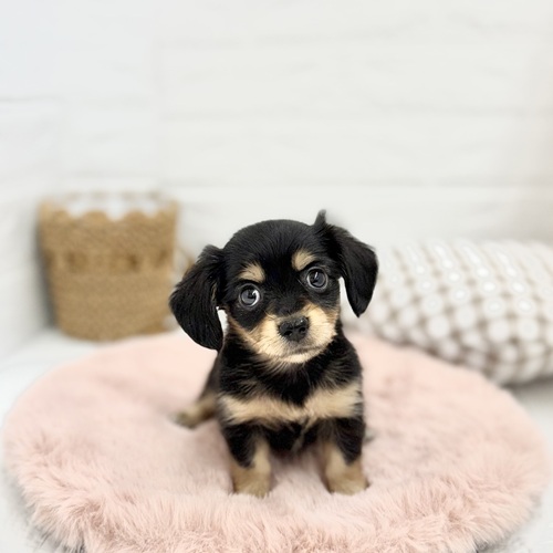 愛知県のチワックス(チワワ×ダックス) (犬の家＆猫の里豊川インター店/2025年6月3日生まれ/女の子/ブラッククリーム)の子犬の1枚目の画像