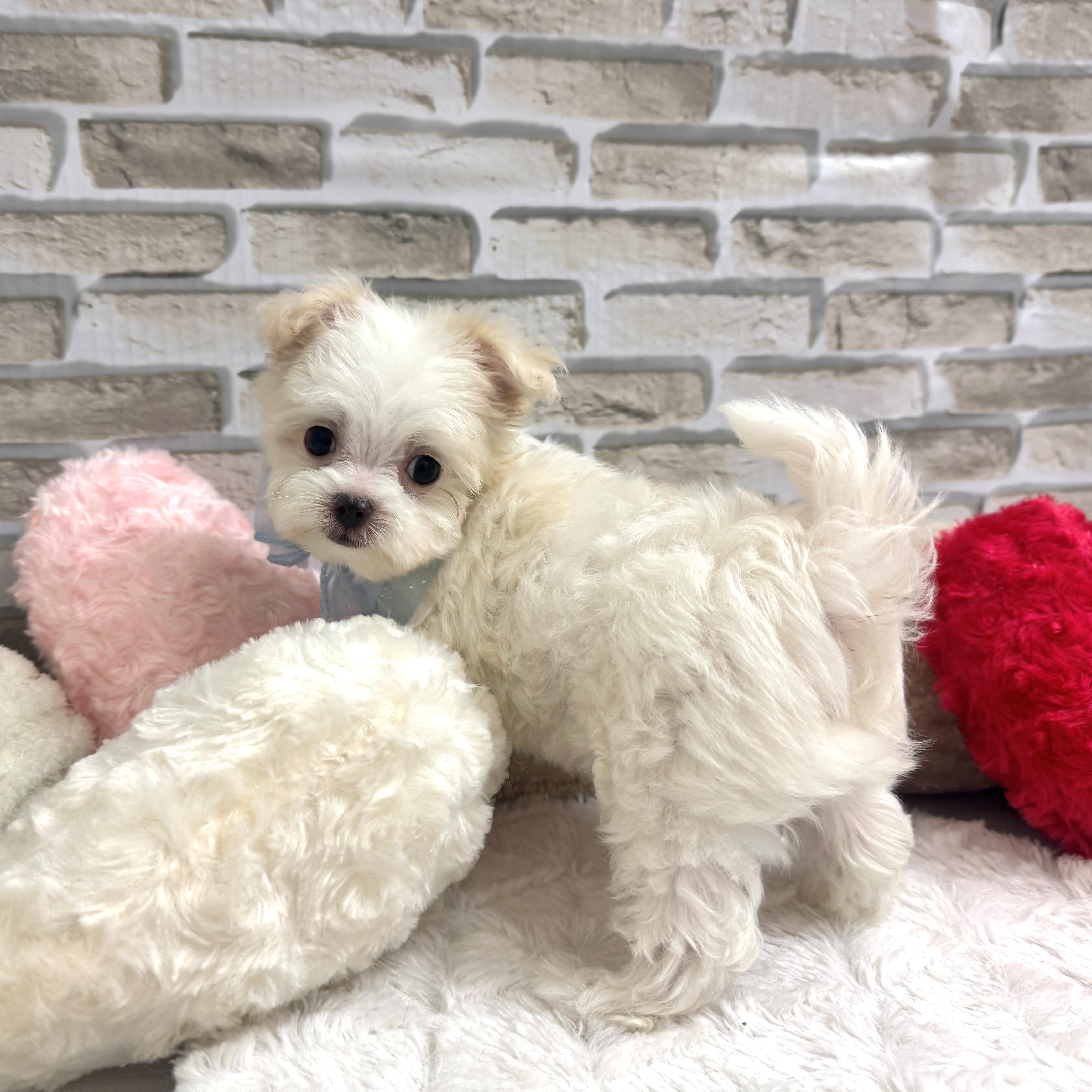 2025年6月1日生まれのチワマル/マルチワ(チワワ×マルチーズ)の10枚目の写真