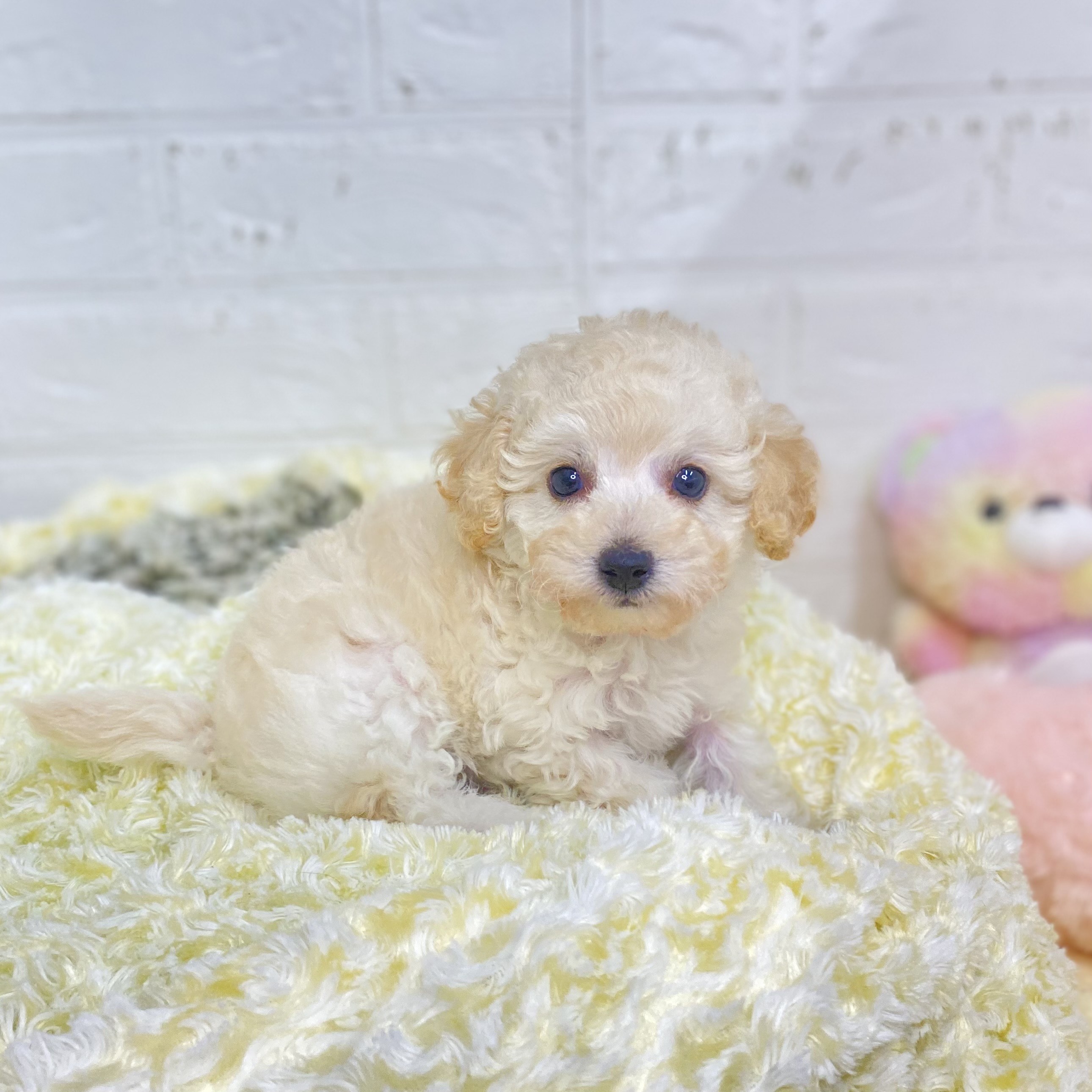 長野県のタイニープードル (犬の家＆猫の里長野店/2025年5月31日生まれ/女の子/クリーム)の子犬の1枚目の画像