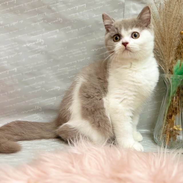 ブリティッシュショートヘアの写真