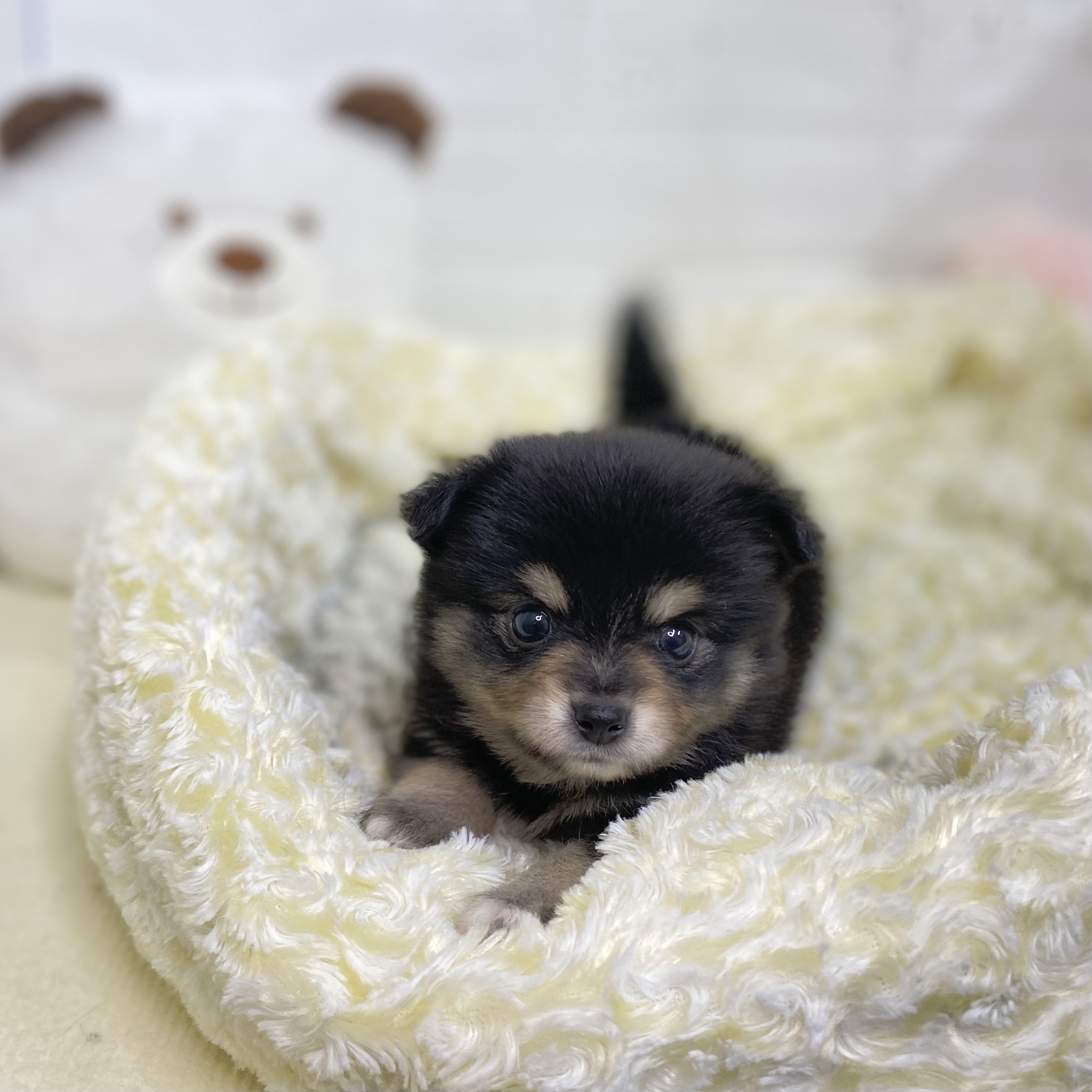 長野県のポメチワ/チワポメ/ポメチー(ポメラニアン×チワワ) (犬の家＆猫の里長野店/2025年6月10日生まれ/男の子/ブラックタン)の子犬の1枚目の画像
