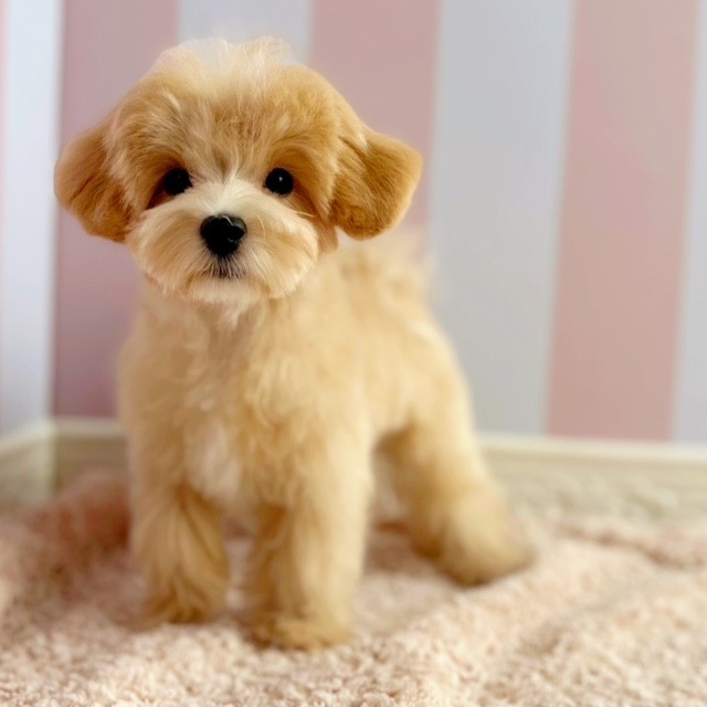 岡山県のマルプー(マルチーズ×プードル) (犬の家＆猫の里倉敷中庄店/2025年6月14日生まれ/男の子/クリームホワイト)の子犬の1枚目の画像