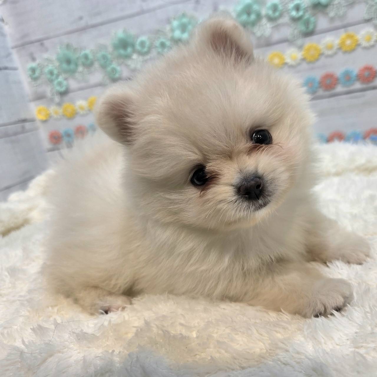 長野県のポメラニアン (犬の家＆猫の里カインズ梓川店/2025年6月17日生まれ/女の子/クリーム)の子犬の1枚目の画像