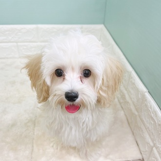 静岡県のマルプー(マルチーズ×プードル) (犬の家＆猫の里マークイズ静岡店/2025年6月16日生まれ/男の子/アプリコット)の子犬の1枚目の画像