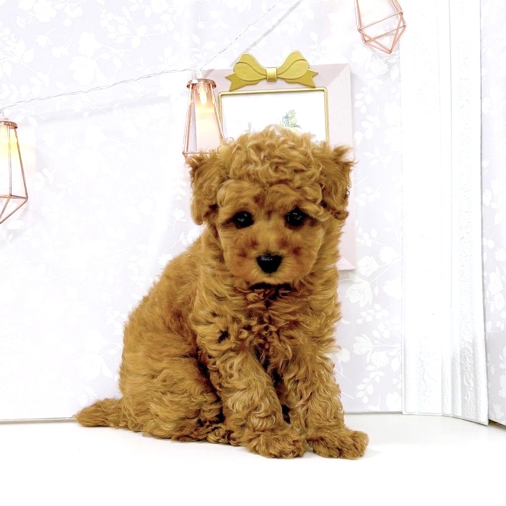 富山県のトイプードル(トイ) (犬の家＆猫の里アミーゴ高岡蓮花寺店/2025年6月15日生まれ/女の子/レッド)の子犬の1枚目の画像
