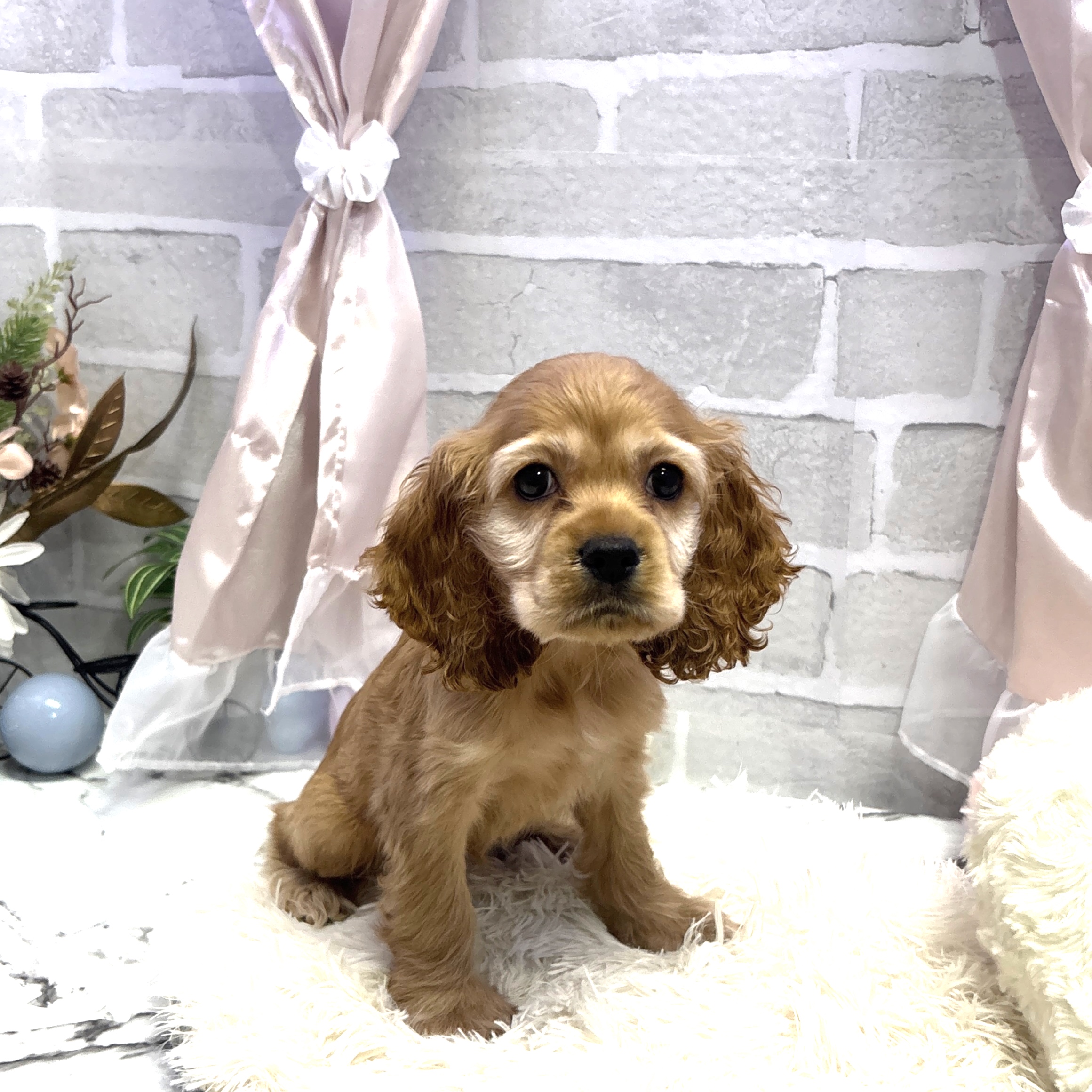 愛知県のアメリカンコッカースパニエル (犬の家＆猫の里岡崎店/2025年6月20日生まれ/女の子/バフ)の子犬の1枚目の画像