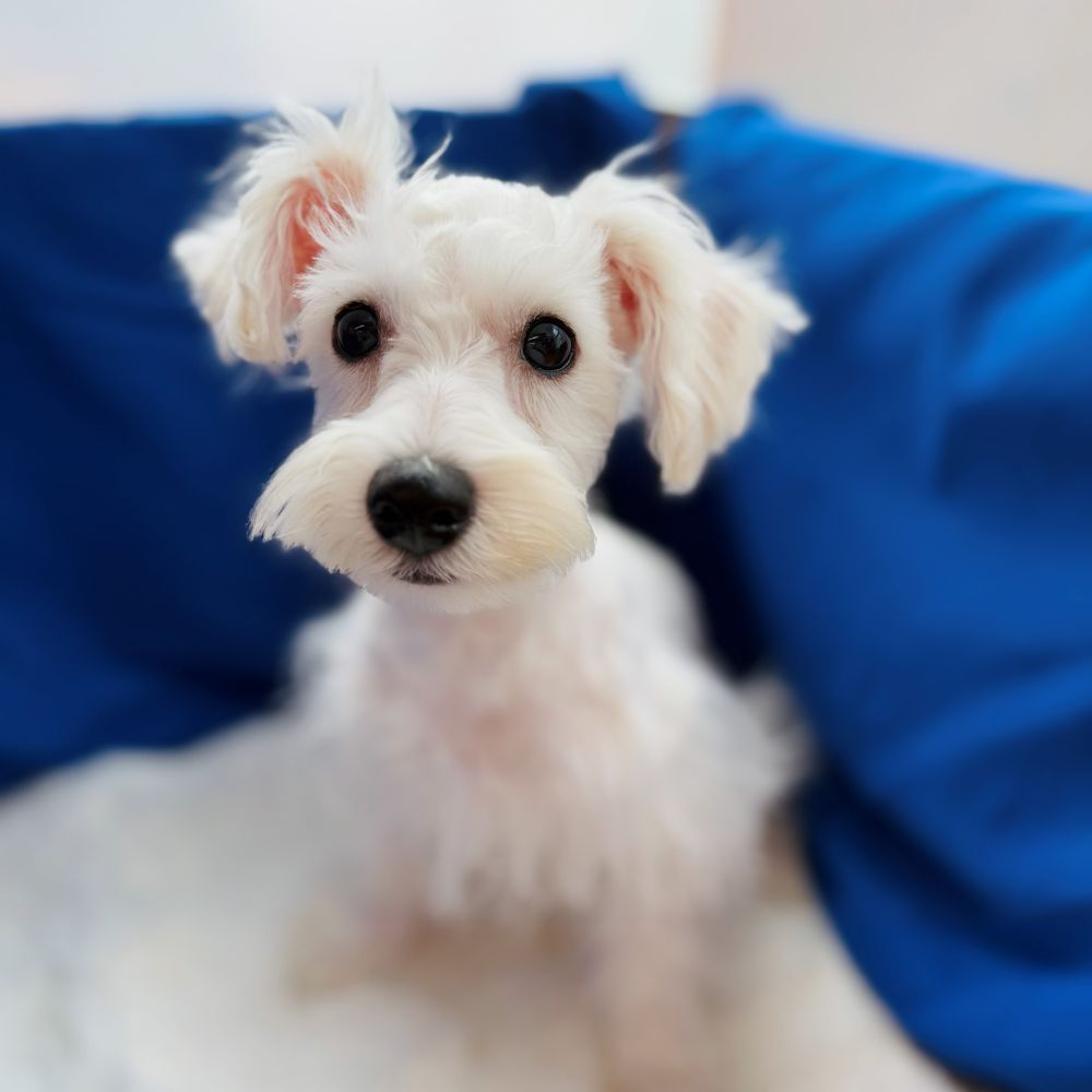 愛知県のハーフ犬・ミックス犬 (犬の家＆猫の里愛知刈谷店/2025年6月22日生まれ/男の子/ホワイト)の子犬の1枚目の画像