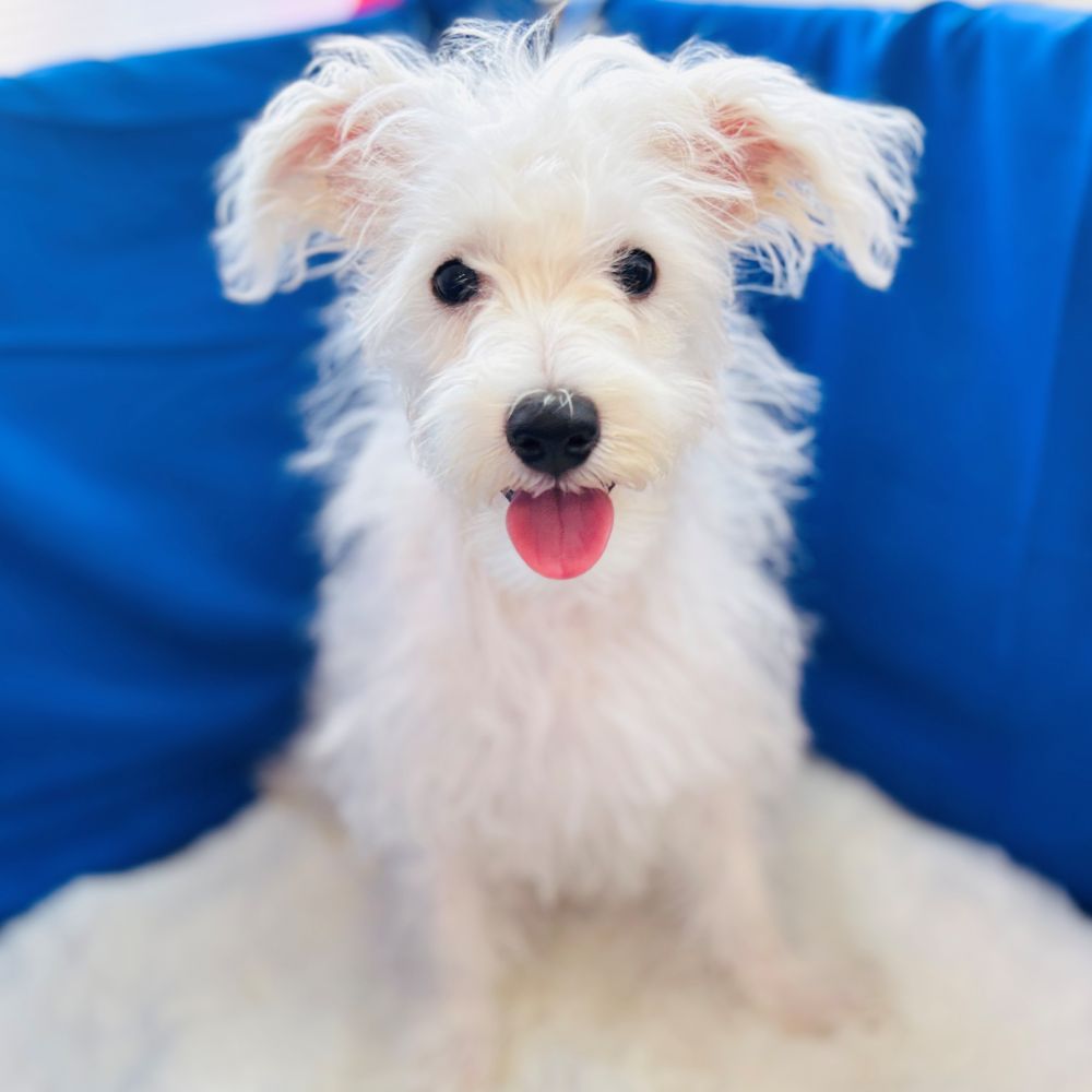 愛知県のハーフ犬・ミックス犬 (犬の家＆猫の里愛知刈谷店/2025年6月22日生まれ/男の子/ホワイト)の子犬の1枚目の画像