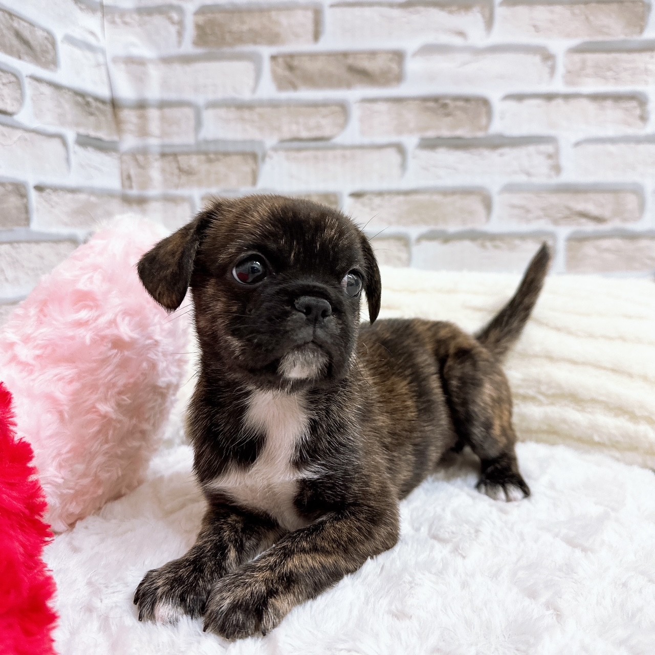 神奈川県のハーフ犬・ミックス犬 (犬の家＆猫の里モザイクモール港北店/2025年6月24日生まれ/女の子/ブリンドルホワイト)の子犬の1枚目の画像