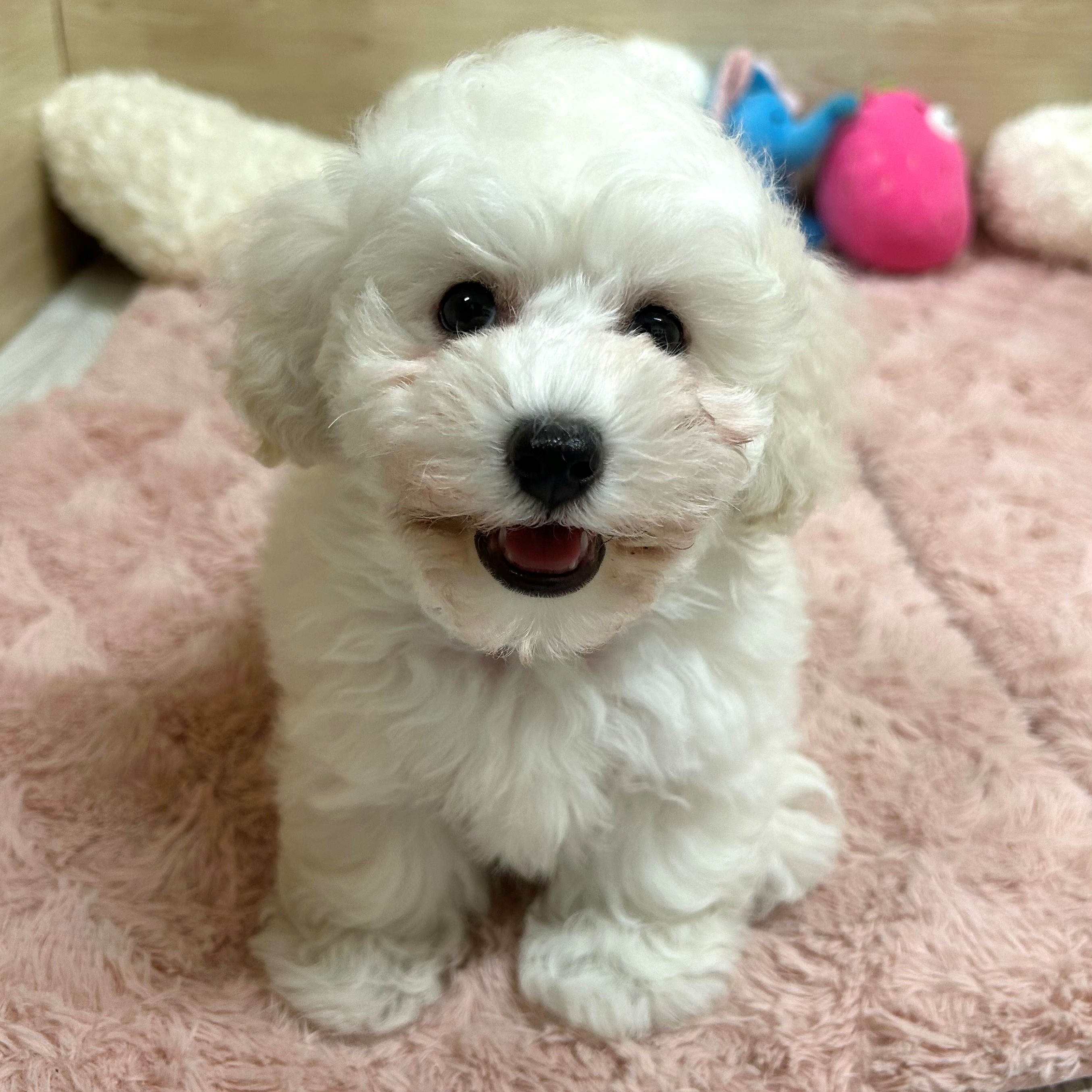 大阪府のトイプードル(トイ) (犬の家＆猫の里そよら東岸和田店/2025年6月23日生まれ/女の子/ホワイト)の子犬の1枚目の画像
