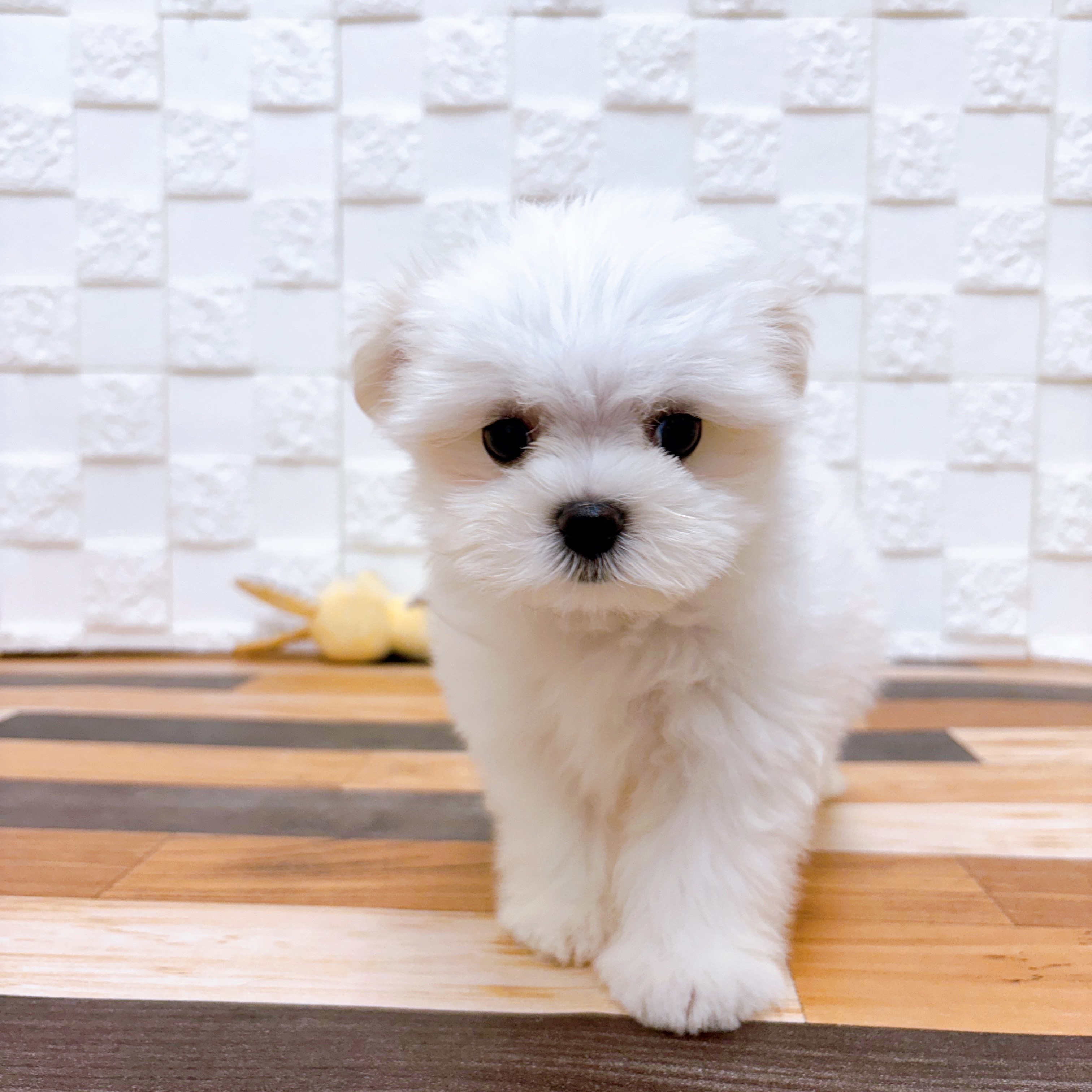 兵庫県のマルチーズ (犬の家＆猫の里尼崎店/2025年6月27日生まれ/女の子/ホワイト)の子犬