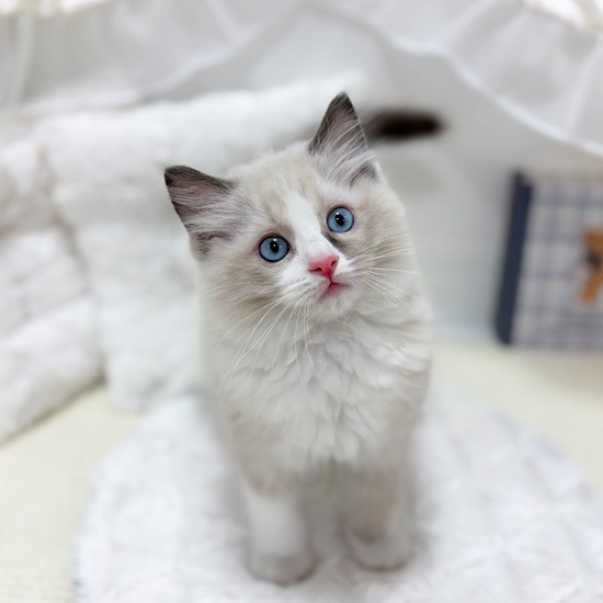 岐阜県のラグドール (犬の家＆猫の里カラフルタウン岐阜店/2025年6月29日生まれ/男の子/ブルーポイントバイカラー)の子猫の1枚目の画像