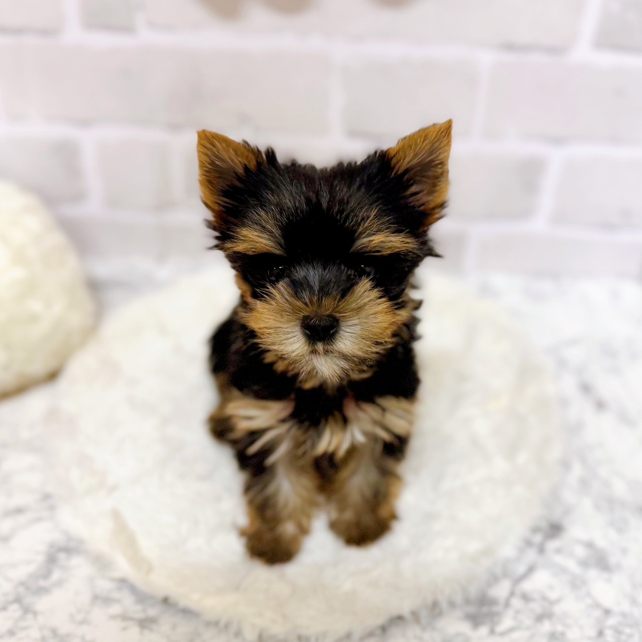 京都府のヨークシャーテリア (犬の家&猫の里京都精華店/2025年6月30日生まれ/女の子/スチールブルータン)の子犬