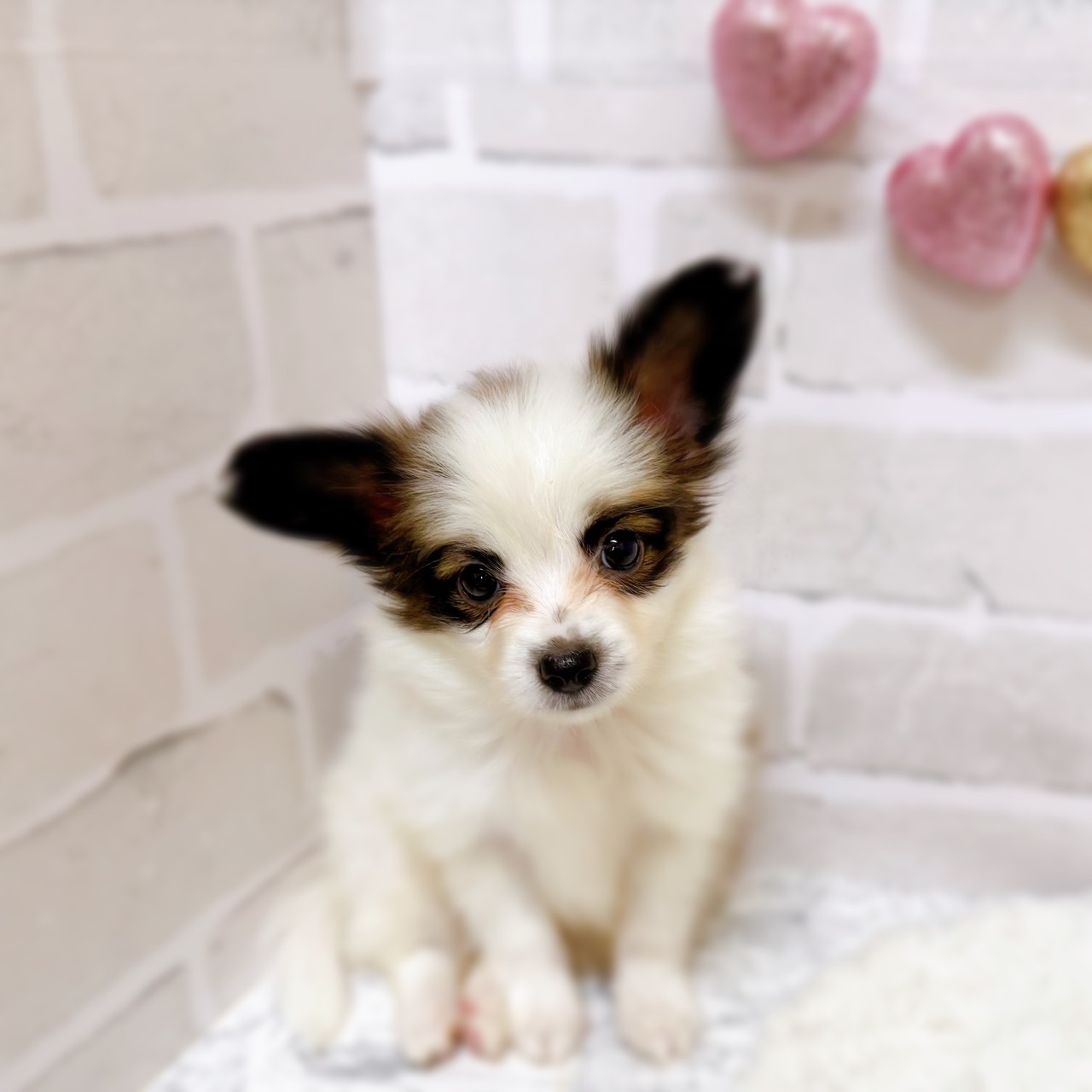 京都府のパピヨン (犬の家&猫の里京都精華店/2025年6月30日生まれ/男の子/ホワイトブラウン)の子犬