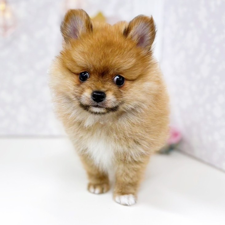 2025年7月4日生まれのポメチワ/チワポメ/ポメチー(ポメラニアン×チワワ)の10枚目の写真