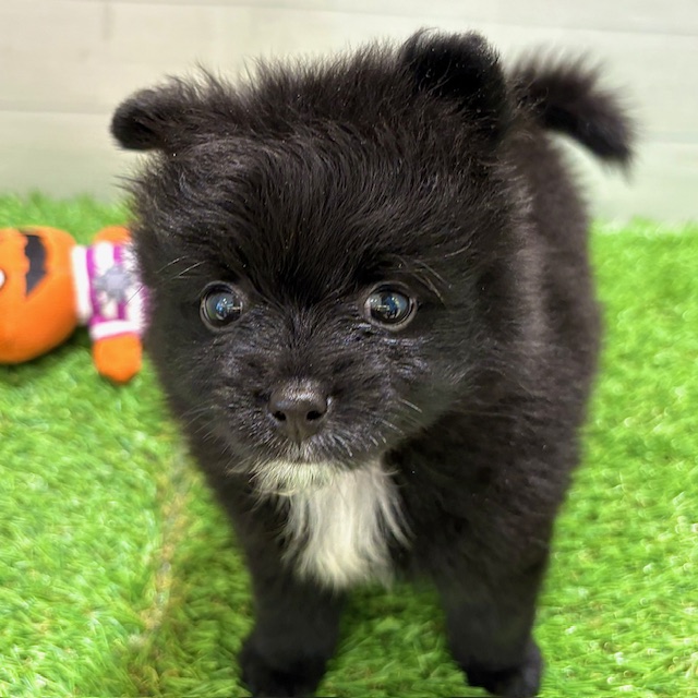 愛知県のポメラニアン (犬の家＆猫の里豊田店/2025年7月7日生まれ/男の子/ブラックホワイト)の子犬の1枚目の画像