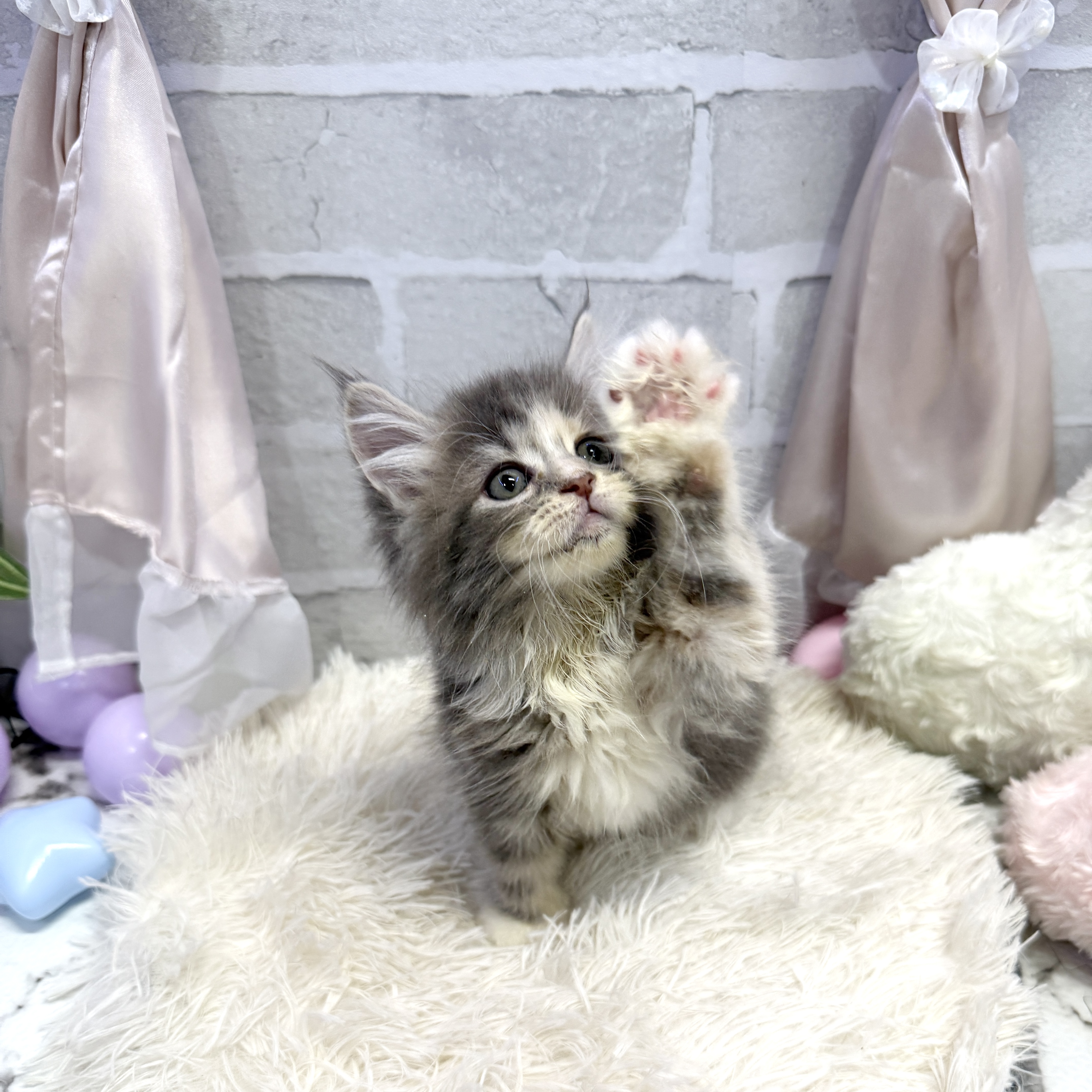 愛知県のサイベリアン (犬の家＆猫の里岡崎店/2025年7月8日生まれ/女の子/ダイリュートキャリコ)の子猫の1枚目の画像