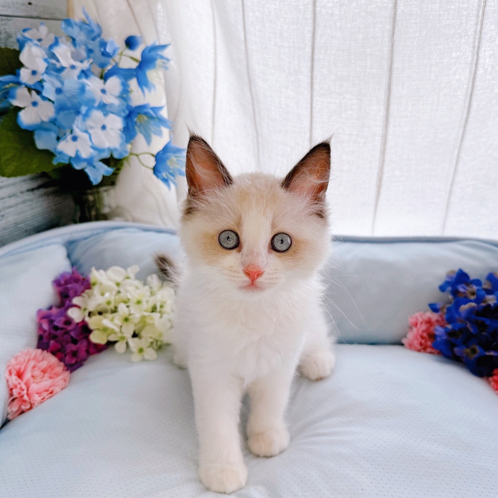 長野県のラグドール (犬の家＆猫の里塩尻店/2025年7月3日生まれ/女の子/シールポイントバイカラー)の子猫の1枚目の画像