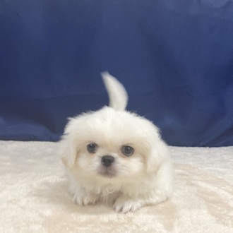 ヴィンテージ ペキニーズ犬 希少/ カスターニャ イタリア製 1988 年代 ヴィンテージ ペキニーズ犬 希少/ カスターニャ イタリア製 1988 年代