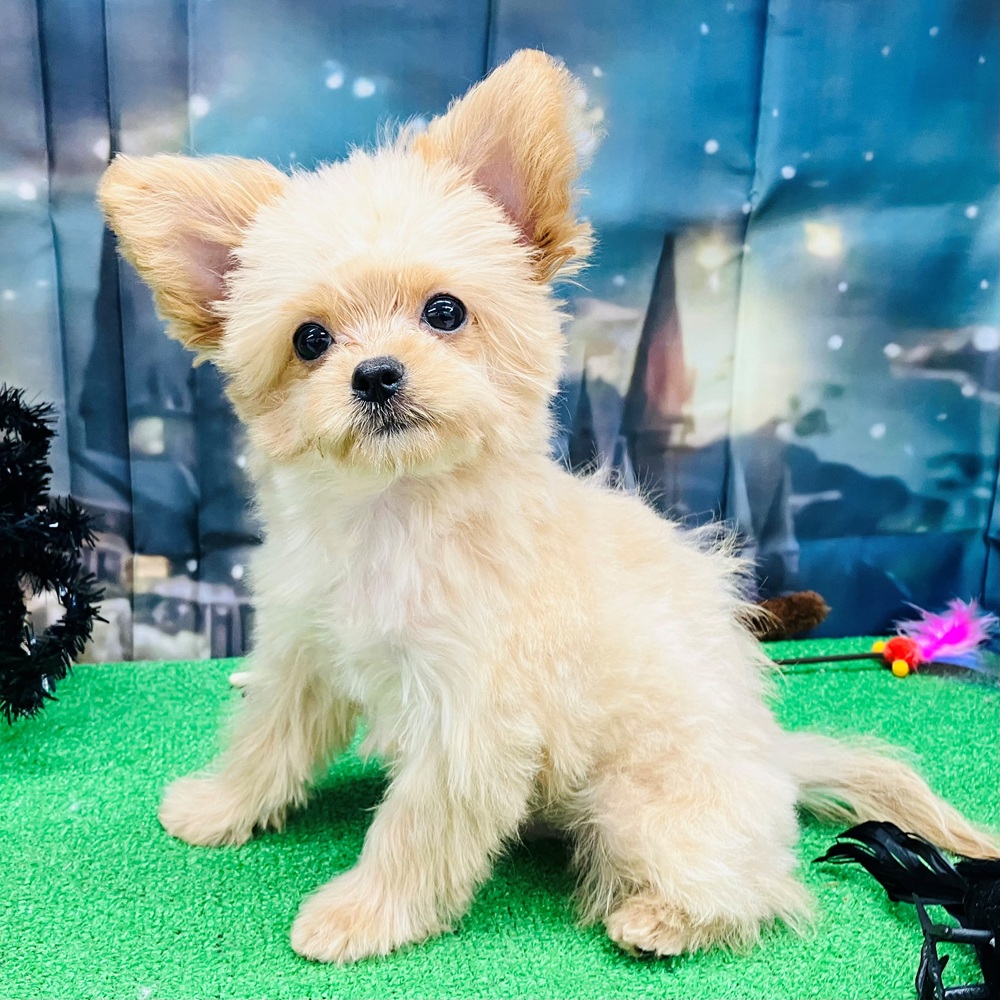 愛知県のチワプー/プーチー(チワワ×プードル) (犬の家&猫の里名古屋天白店/2025年7月11日生まれ/男の子/アプリコット)の子犬の1枚目の画像