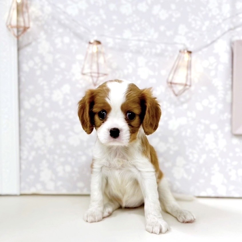 富山県のキャバリアキングチャールズスパニエル (犬の家&猫の里アミーゴ高岡蓮花寺店/2025年7月12日生まれ/女の子/ブレンハイム)の子犬