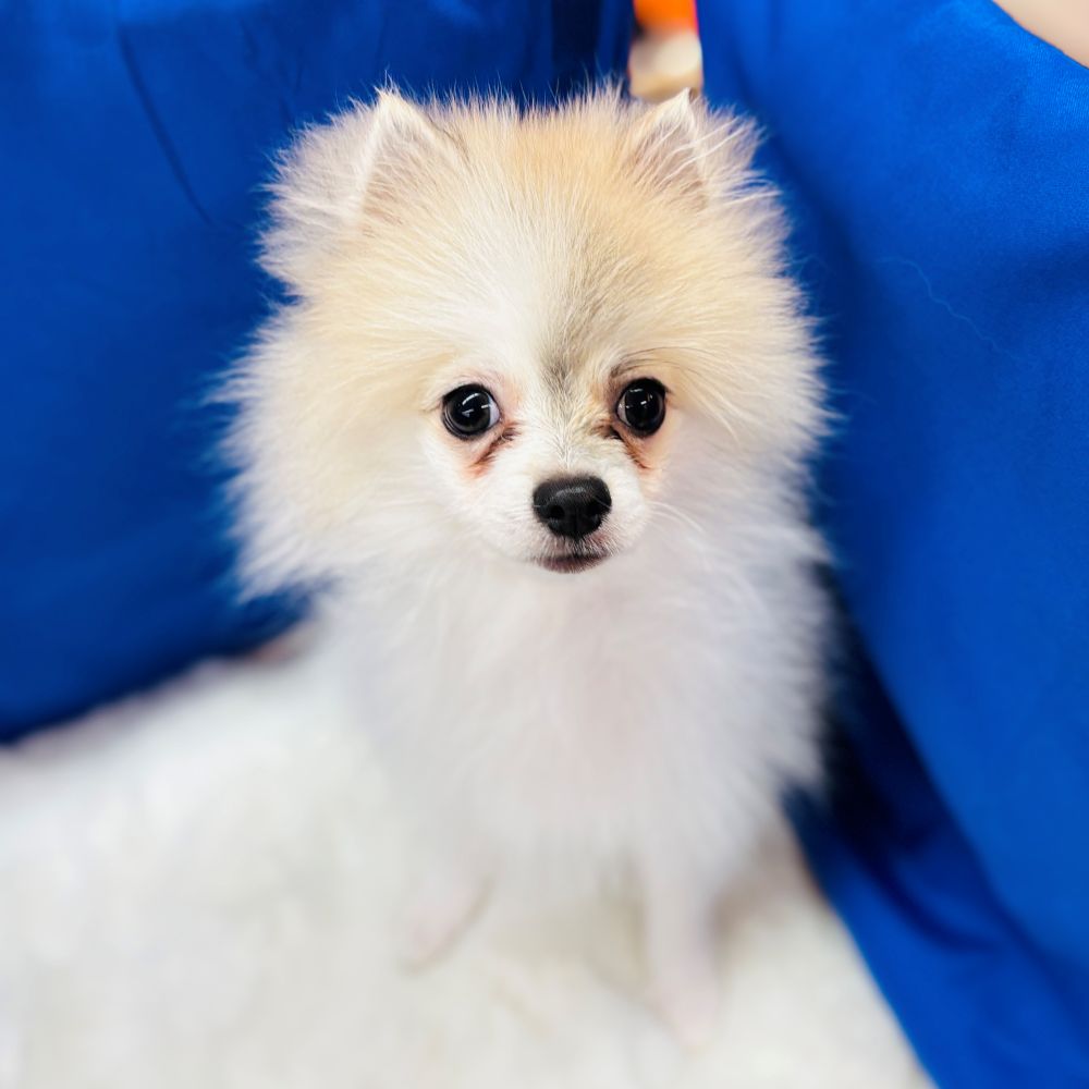 愛知県のポメラニアン (犬の家＆猫の里愛知刈谷店/2025年7月13日生まれ/男の子/パーティーカラー)の子犬の1枚目の画像