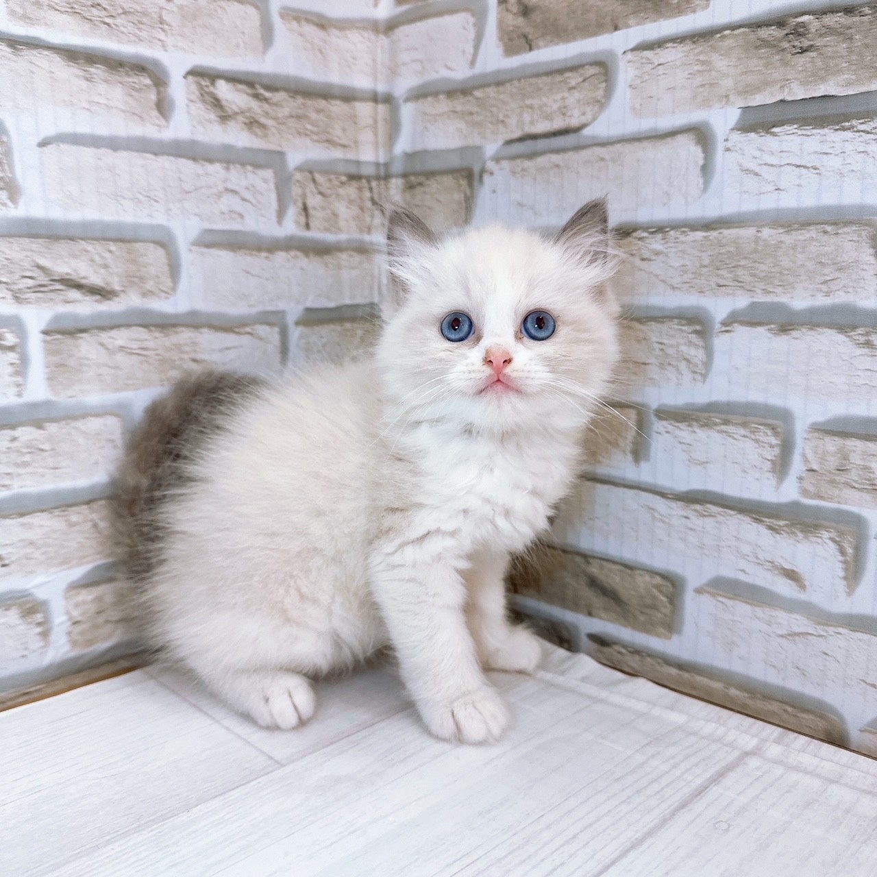 神奈川県のラグドール (犬の家＆猫の里モザイクモール港北店/2025年7月14日生まれ/男の子/ブルーポイントバイカラー)の子猫の1枚目の画像