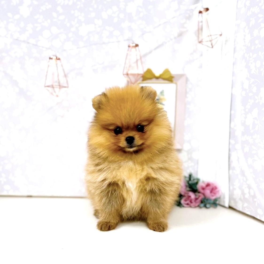 富山県のポメラニアン (犬の家＆猫の里アミーゴ高岡蓮花寺店/2025年7月19日生まれ/女の子/オレンジ)の子犬の1枚目の画像