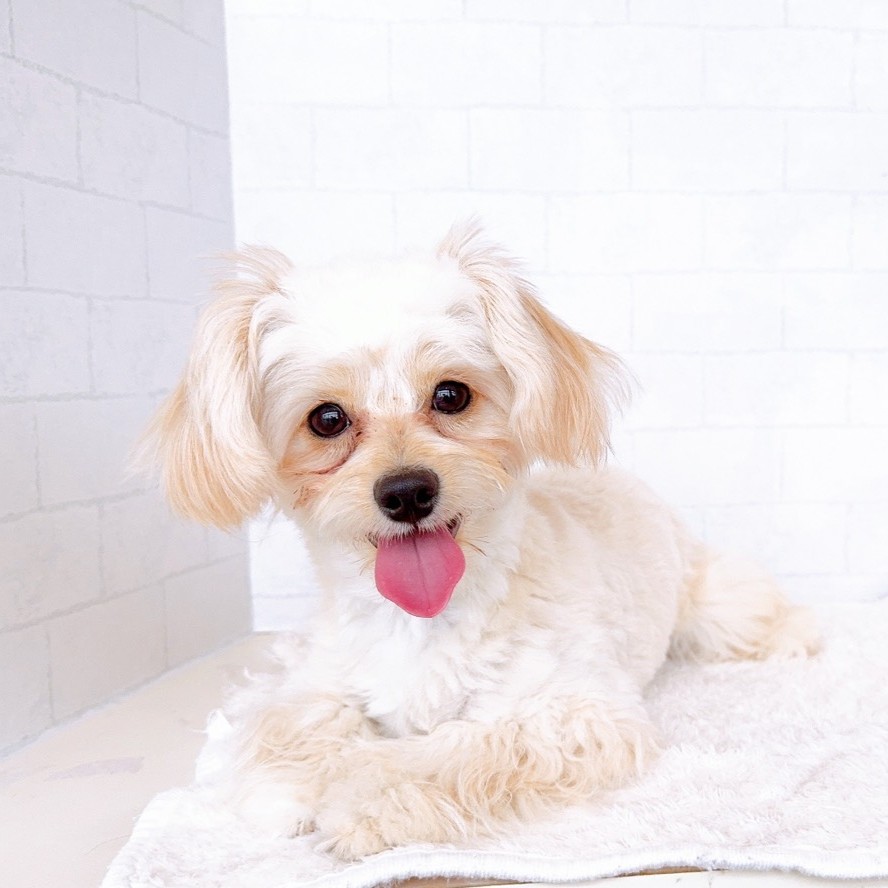 石川県のチワプー/プーチー(チワワ×プードル) (犬の家＆猫の里金沢店/2025年7月15日生まれ/男の子/クリーム)の子犬の1枚目の画像