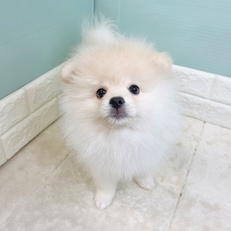 静岡県のポメラニアン (犬の家＆猫の里マークイズ静岡店/2025年7月21日生まれ/女の子/クリーム)の子犬の1枚目の画像