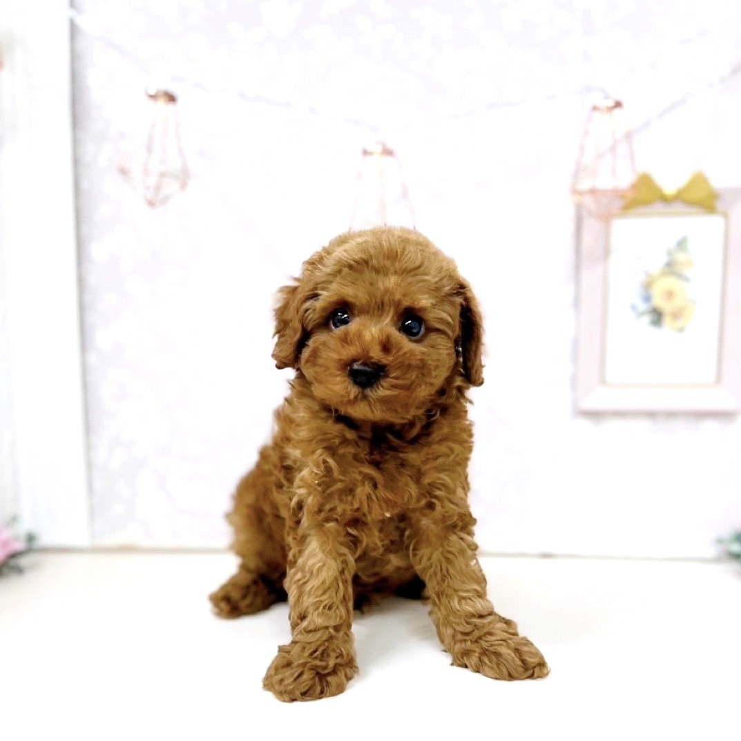 富山県のトイプードル(トイ) (犬の家＆猫の里アミーゴ高岡蓮花寺店/2025年7月20日生まれ/男の子/レッド)の子犬
