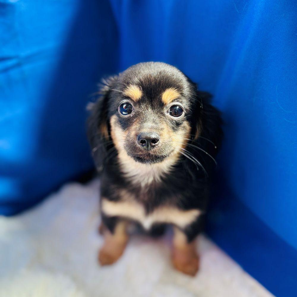 愛知県のチワックス(チワワ×ダックス) (犬の家＆猫の里愛知刈谷店/2025年7月27日生まれ/男の子/ブラックタン)の子犬の1枚目の画像