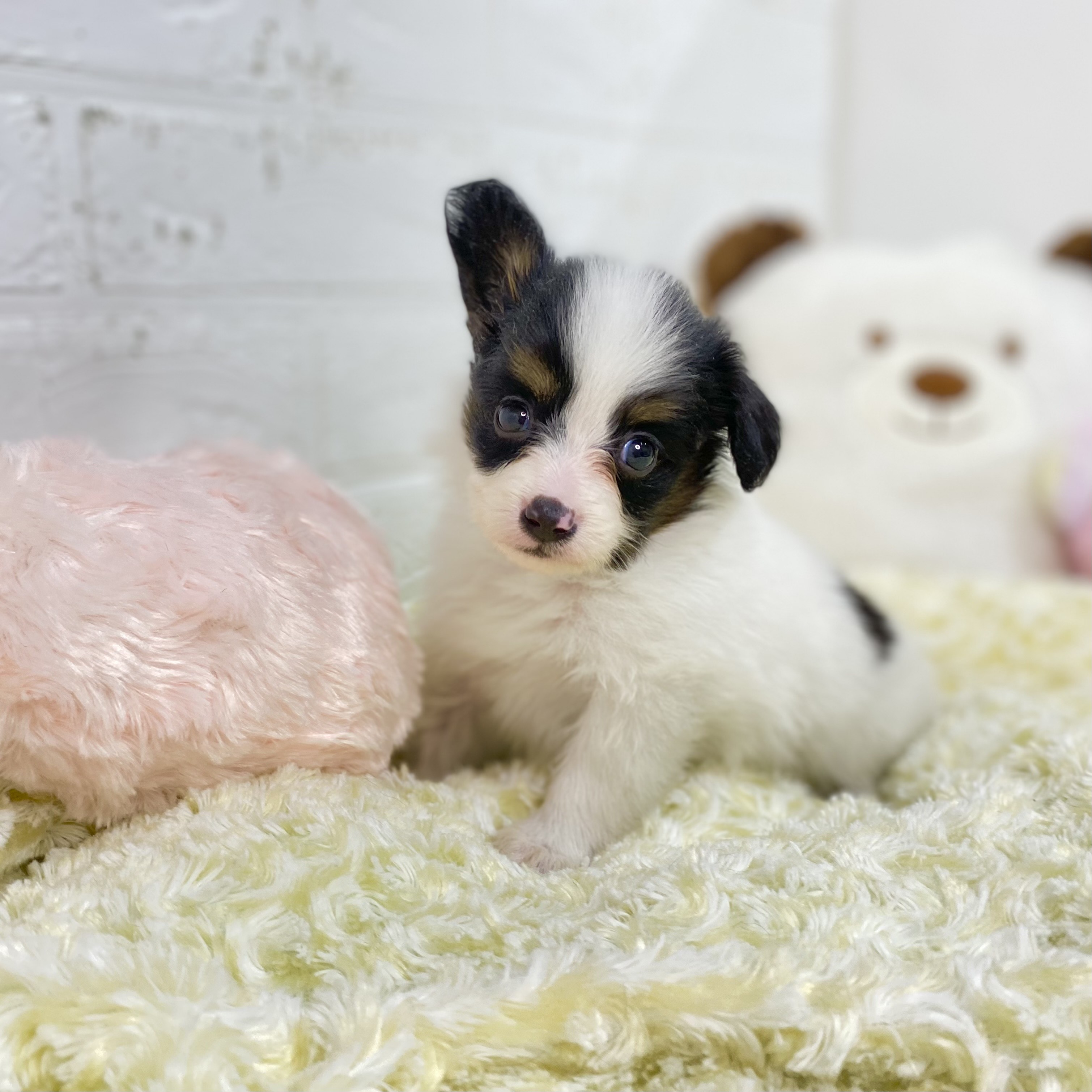 長野県のパピヨン (犬の家＆猫の里長野店/2025年7月29日生まれ/女の子/トライカラー)の子犬の1枚目の画像