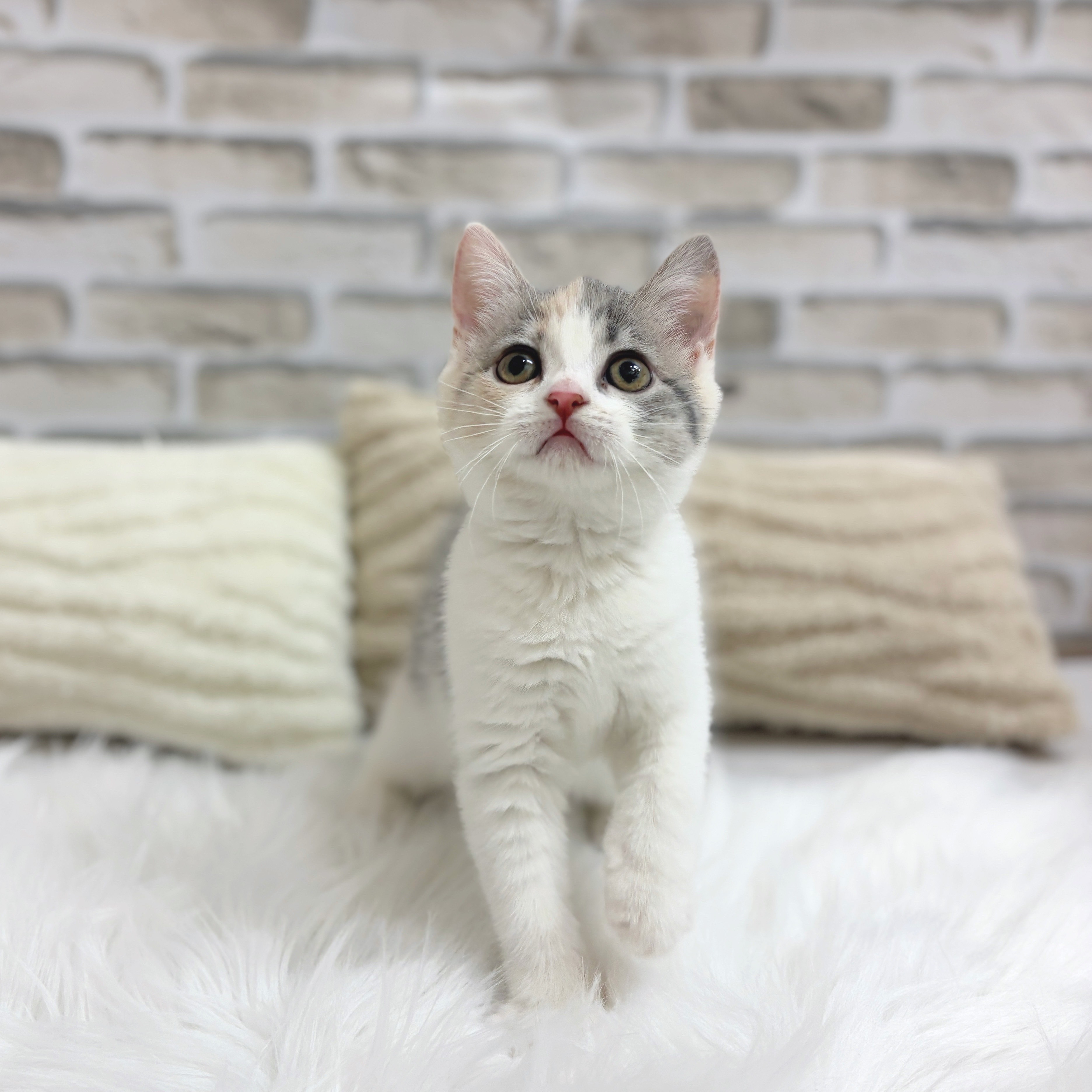 神奈川県のマンチカン (犬の家＆猫の里モザイクモール港北店/2025年7月27日生まれ/女の子/ダイリュートキャリコ)の子猫の1枚目の画像
