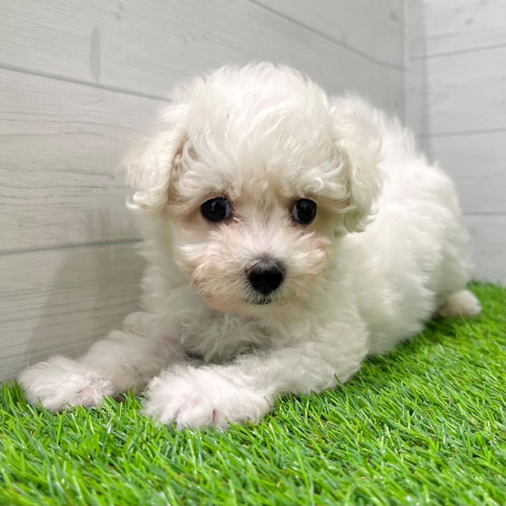 愛知県のビションフリーゼ (犬の家＆猫の里豊田店/2025年7月29日生まれ/男の子/ホワイト)の子犬の1枚目の画像