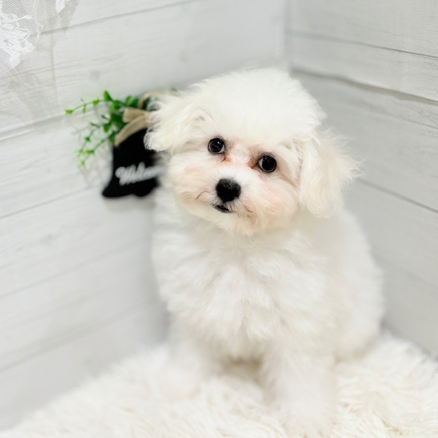 愛知県のビションフリーゼ (犬の家＆猫の里豊田店/2025年7月29日生まれ/男の子/ホワイト)の子犬の1枚目の画像